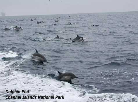 Picture of a pod of dolphins seen on the way to Channel Islands National Park