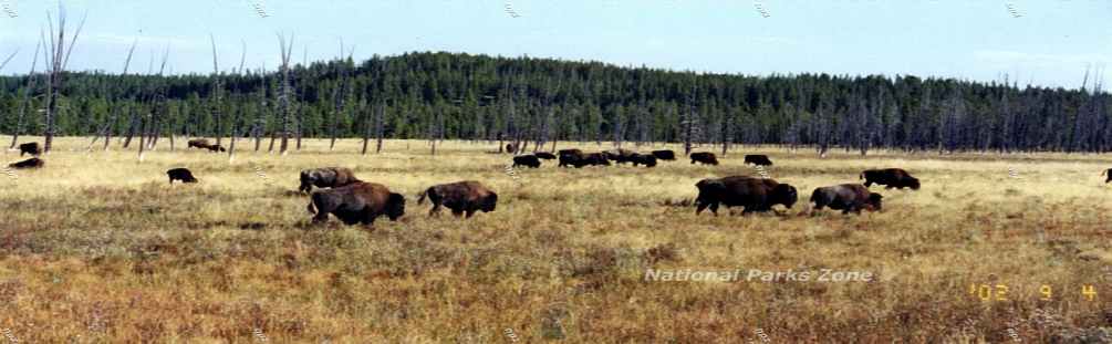 Picture of a buffalo herd in Yellowstone National Park's Lamar Valley