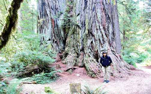Picture of giant redwood tree in Redwoods National Park