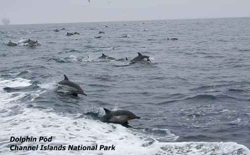 Picture of a pod of dolphins seen on the way to Channel Islands National Park