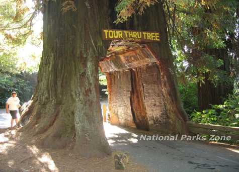 Picture of drive through tree in Redwoods National Park