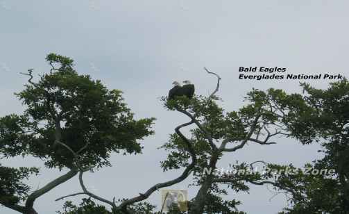 Picture of a pair of Bald Eagles in Everglades National Park