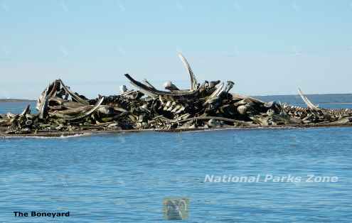 Picture of the 'boneyard' in Kaktovik, Alaska