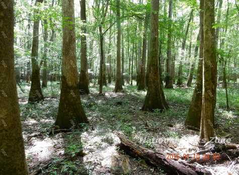 Picture of typical scenery in Congaree National Park