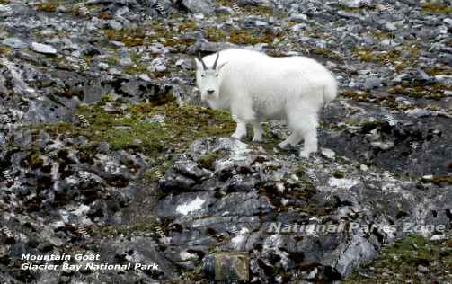 Picture of a mountain goat in Glacier Bay National Park