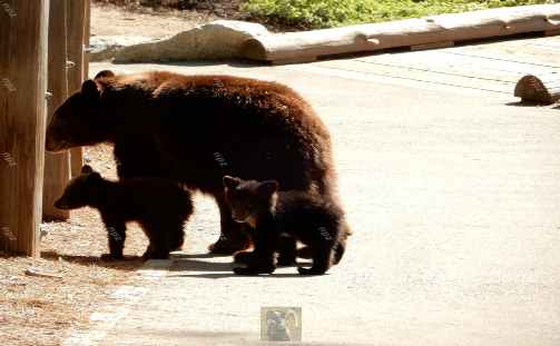 Picture of bears on the path down to the General Sherman Tree in Sequoia National Park