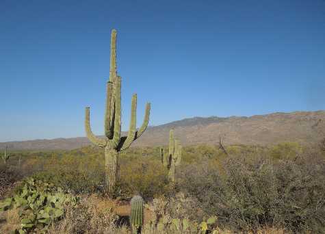 Picture of Sonoran Desert landscape with iconic saguaro cacti