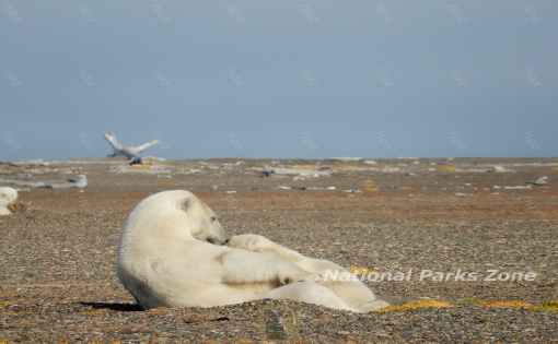 Picture of a polar bear nursing her cub in Kaktovik, Alaska