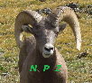 Picture of a Rocky Mountain Bighorn Sheep