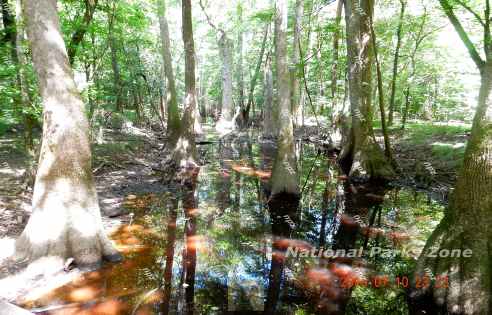 Picture of Congaree National Park swamp scene