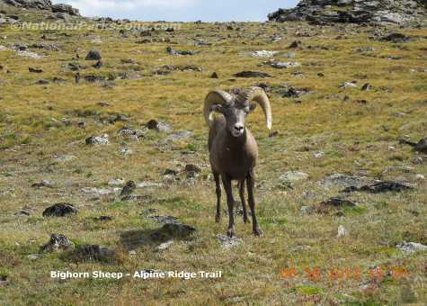 Picture of a Rocky Mountain Bighorn Sheep