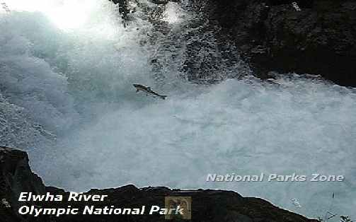 Picture of a salmon run on the Elwha River in Olympic National Park
