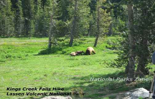 Picture of bear with  cubs foraging on the Kings Creek Falls Trail in Lassen Volcanic National Park