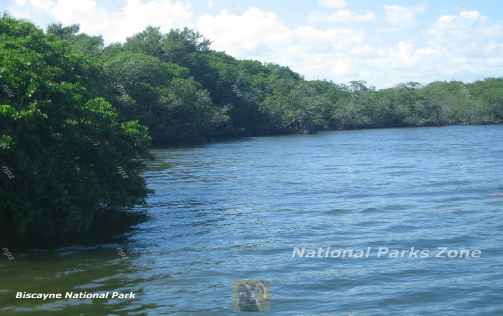 Picture of mangroves lining the coastline at  Biscayne National Park