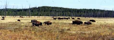 Picture of a buffalo herd in Yellowstone National Park's Lamar Valley
