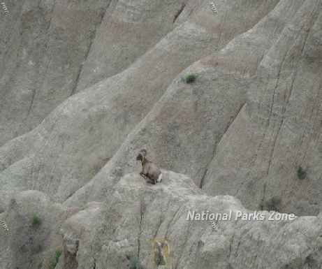 Picture of bighorn sheep resting on the badlands