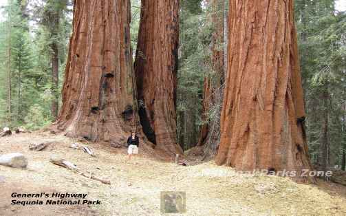 Picture of Giant Sequoias along the Generals Highway in Sequoia National Park