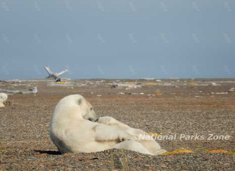 Picture of a polar bear nursing her cub near Kaktovik, Alaska