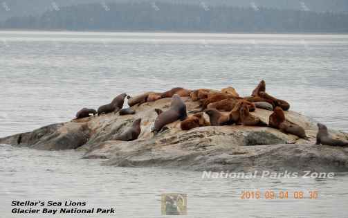 Picture of Stellar's sea lions resting on a small rocky island in Glacier Bay National Park