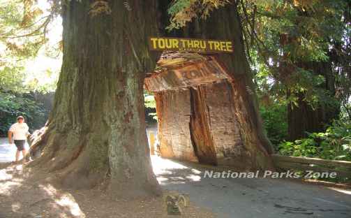 Picture of drive through tree in Redwoods National Park