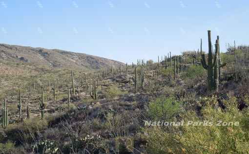 Picture of Sonoran Desert landscape with iconic saguaro cacti