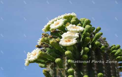 Picture of saguaro cactus in full bloom