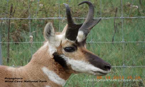 Picture of pronghorn in Wind Cave National Park