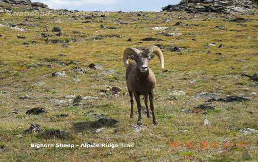PIcture of a Rocky Mountain Bighorn Sheep in Rocky Mountain National Park