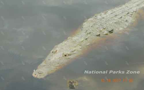 Picture of crocodile at Everglades National Park