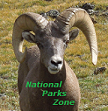 Picture of a Rocky Mountain Bighorn Sheep