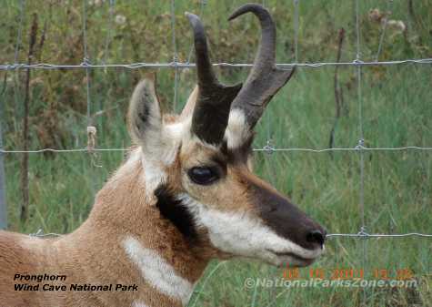 Picture of pronghorn in Wind Cave National Park