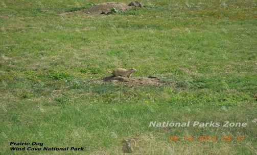 Picture of prairie dog in Wind Cave National Park