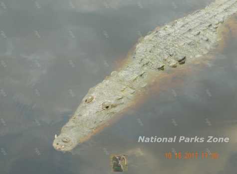 Picture of crocodile at Everglades National Park